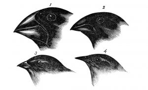 عصافير داروين تشارلز داروين أصل الأنواع نظرية التطور  جزيرة غالاباغوس