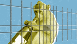 القرد المدمن - كالوا - الهند - إدمان الكحول - عقوبة الحيوانات - القرد القاتل