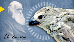 التهجين أصل الأنواع تشارلز داروين عصافير داروين