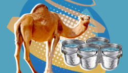 معجزة-الجمال-العربية