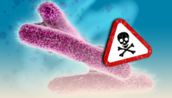 جرثومة-شيغيلا